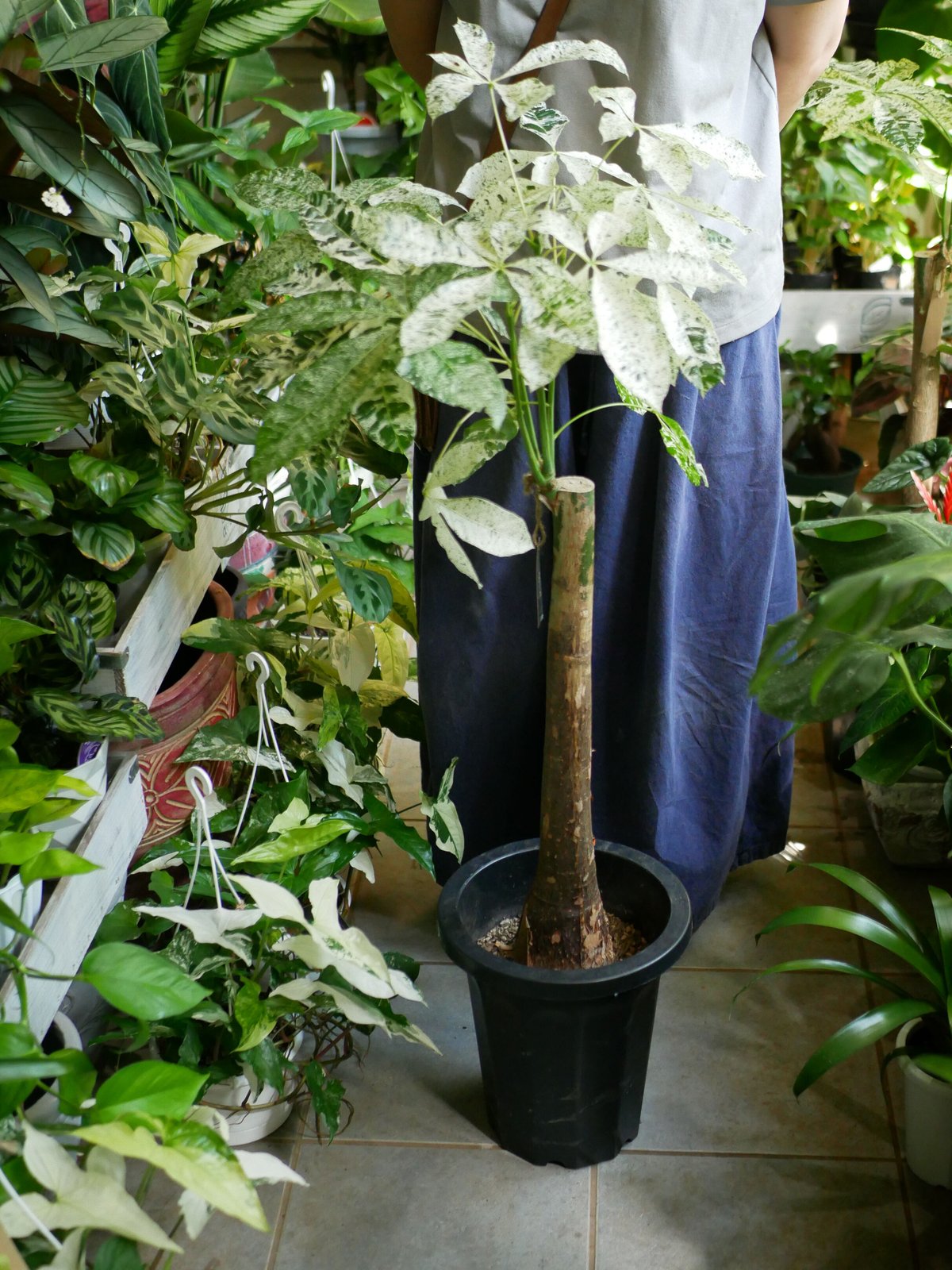 パキラミルキーウェイ パキラ 斑入り 接木タイプ 人気のインテリア