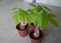 スキスマトグロッティス スコルテクニー 観葉植物 | インテリア