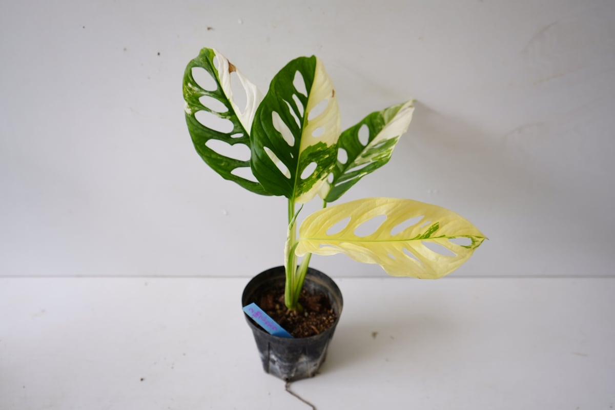 モンステラ　斑入り　フルムーン モンステラ 斑入り フルムーン （美麗 全葉フルムーン