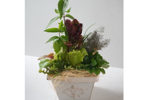 キッチンハーブ＆ミックスリーフの寄せ植え（ラッピング別）｜豪華8種類｜食べられる観葉植物・ハーブ苗・レタスセット｜お祝い・贈り物　【母の日 2026 ・ギフト】摘みたてを食卓へ