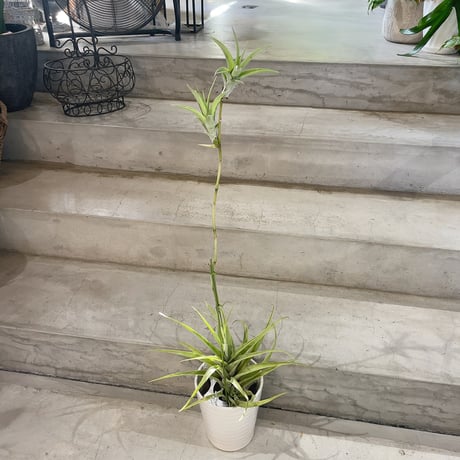 チランジア ロイテリ② (メルカリ便にてお届けします) チランジア ロイテリ② (メルカリ便にてお届けします) - メルカリ