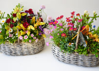 【 おまかせ 】季節の花苗籠よせ 5000円 贈り物 誕生日 ギフト 開店祝い
