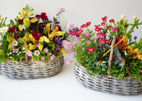 【 おまかせ 】季節の花苗籠よせ 5000円 贈り物 誕生日 ギフト 開店祝い