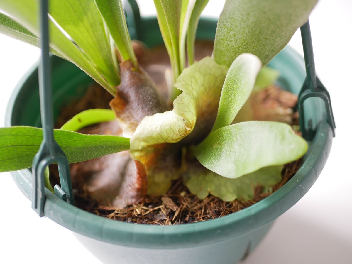 a細葉　特大　観葉植物　ビカクシダ　コウモリラン　ハンギング コウモリラン ビカクシダ ハンギング 着生植物 観葉植物
