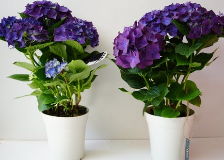紫陽花 ディープパープル 5号 人気品種 アンティークカラーも楽しめる 母の日 贈り物