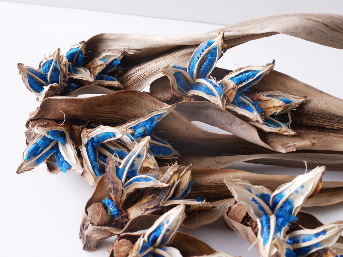 旅人の木の実 ドライフラワー ディスプレイ 希少 種 オウギバショウ