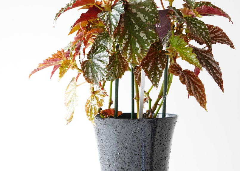 ベゴニア 木立ベゴニア 6号 ドット模様が可愛い 育てやすい 観葉