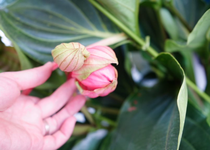 メディニラ マグニフィカ フラメンコ medinilla magnifica flamenco