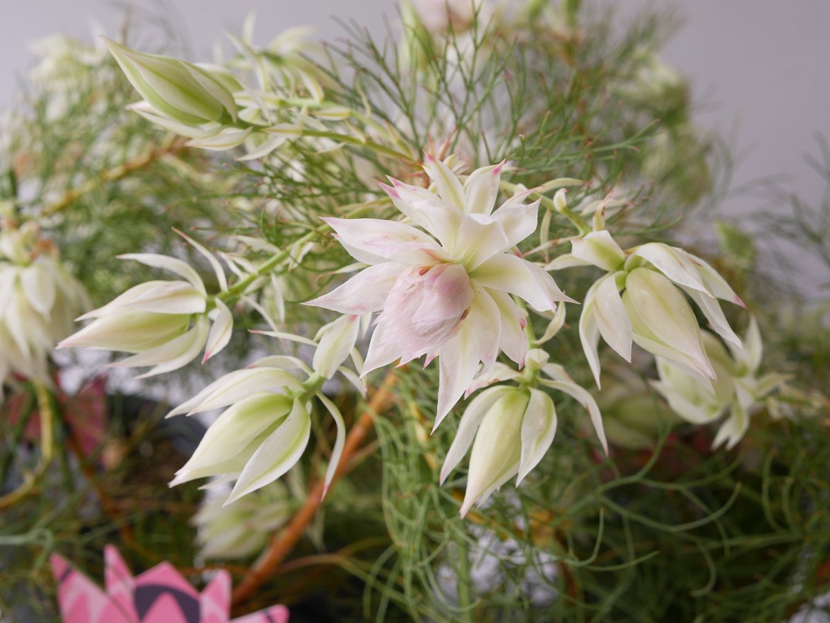 セルリア ブラッシングブライド ネイティブフラワー 可愛い淡いピンク