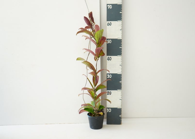 ホヤ エルスリナ 吊り鉢 Hoya erythrina 着生植物 レア植物 ホヤ エルスリナ 吊り鉢 Hoya erythrina 着生植物 レア植物