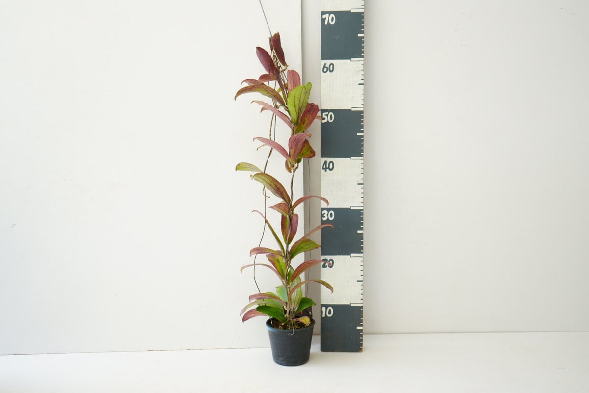 ホヤ エルスリナ 吊り鉢 Hoya erythrina 着生植物 レア植物