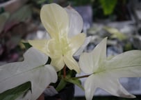 斑入り モンステラ マドカズラ 4.5号 フルムーン 綺麗な斑入り