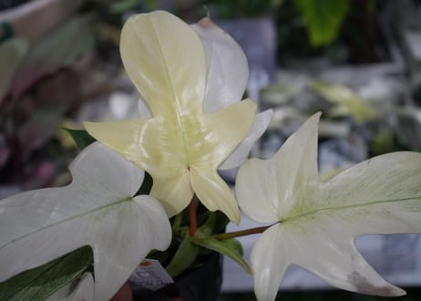 フィロデンドロン フロリダゴースト 3.5号 観葉植物 whiteカラーが可愛い コンパクト
