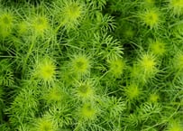 クリスマスローズ ステルニー ロッキーズ H. × sternii 