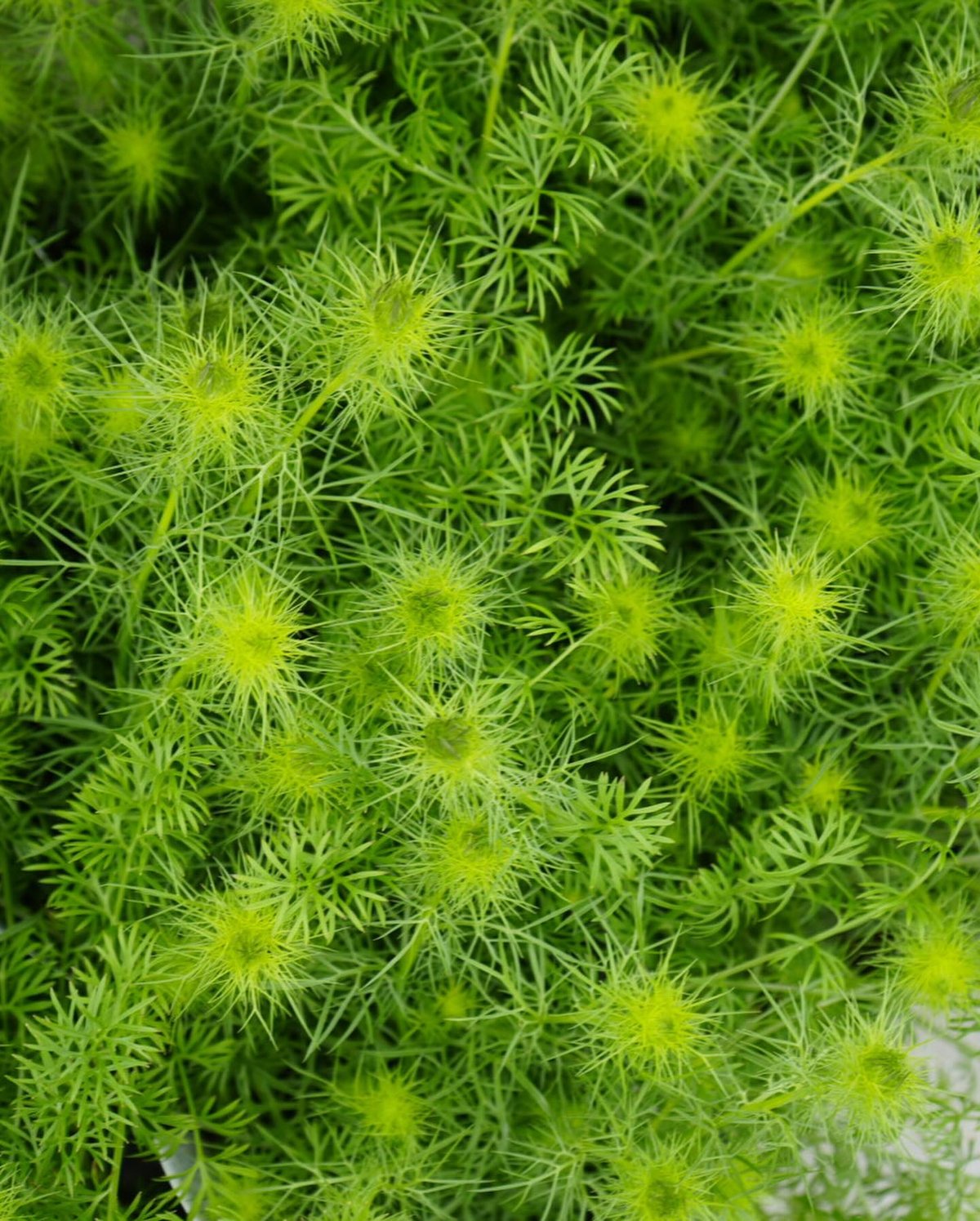 ニゲラ グリーンマジック 3.5号 面白いお花 ふわふわ可愛い 寄せ植えに