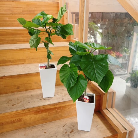 ウンベラータ | STORES