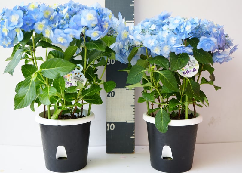 □新品種□ポージィブーケエリー アジサイ 5号鉢□紫陽花 八重咲