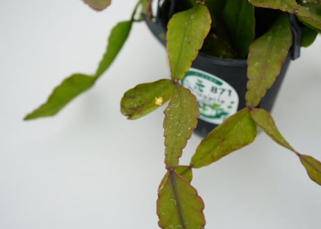 リプサリス　エリプティカ　ハンギング　観葉植物　森林サボテン　育てやすい