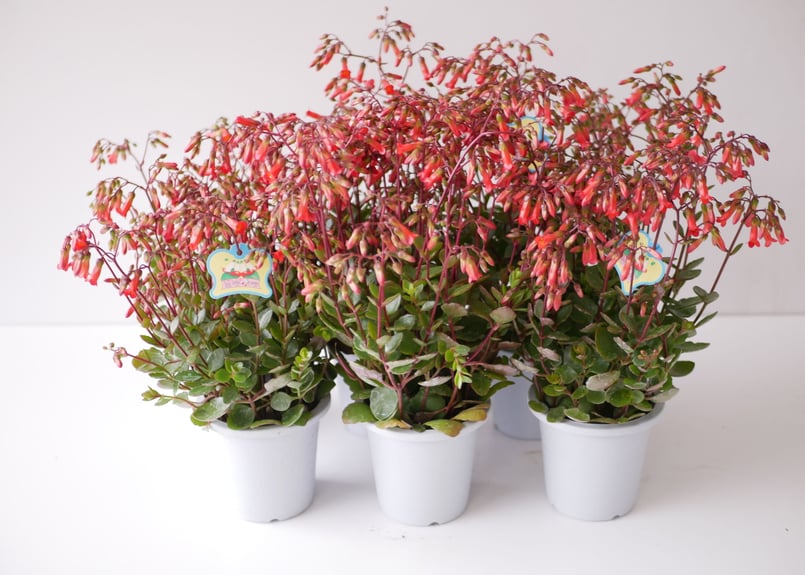 花なし）カランコエ マンギニー ミニベラ 朱色の花 鉢植え 多肉植物