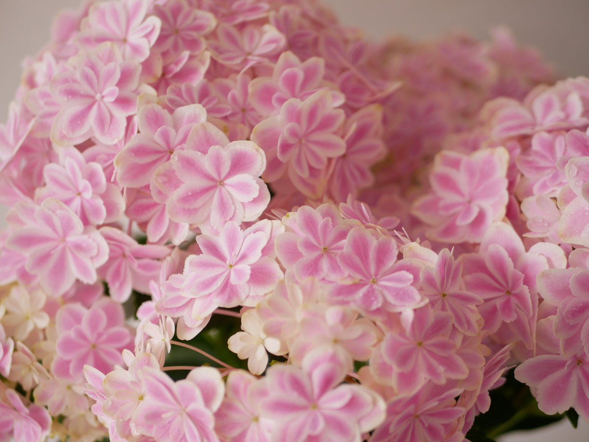 作家作品　万華鏡 ピンク色 作家作品 万華鏡 ピンク色（作家作品万華鏡 | 京都万華鏡