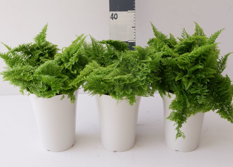 シダ ツデー エクサルタータ スコッティー 可愛い縮れ葉 | インテリア