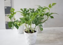 モンステラ アダンソニー（ヒメモンステラ）4.5号｜穴あき葉が美しい観葉植物｜育てやすいインテリアグリーン｜ｱﾀﾞﾝｿﾆｰ (ﾋﾒﾓﾝｽﾃﾗ ﾓﾝｽﾃﾗ 4.5号