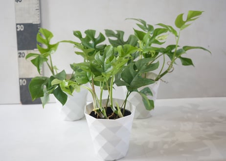 モンステラ アダンソニー（ヒメモンステラ）4.5号｜穴あき葉が美しい観葉植物｜育てやすいインテリアグリーン｜ｱﾀﾞﾝｿﾆｰ (ﾋﾒﾓﾝｽﾃﾗ ﾓﾝｽﾃﾗ 4.5号