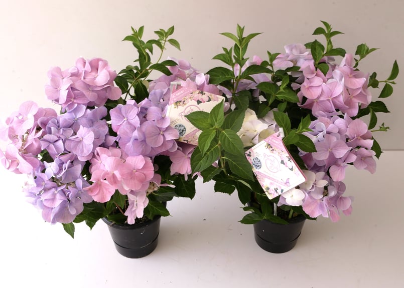 紫陽花 ハイドランジア フレンチボレロ 上品なパステルカラー