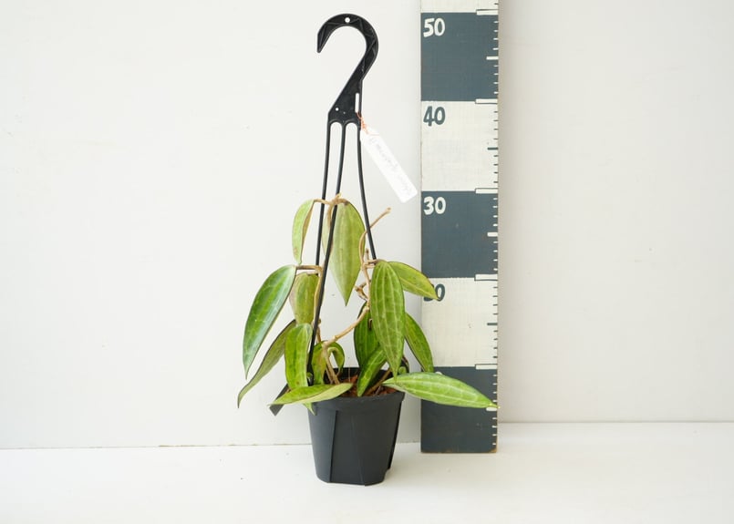 ホヤ マクロフィラ 斑入り Hoya macrophyllla variegated 吊り