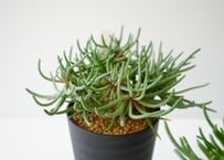 フィロボルス レスルゲン 3.5号 多肉植物  細葉の多肉質な葉 盆栽 メセン コーデックス