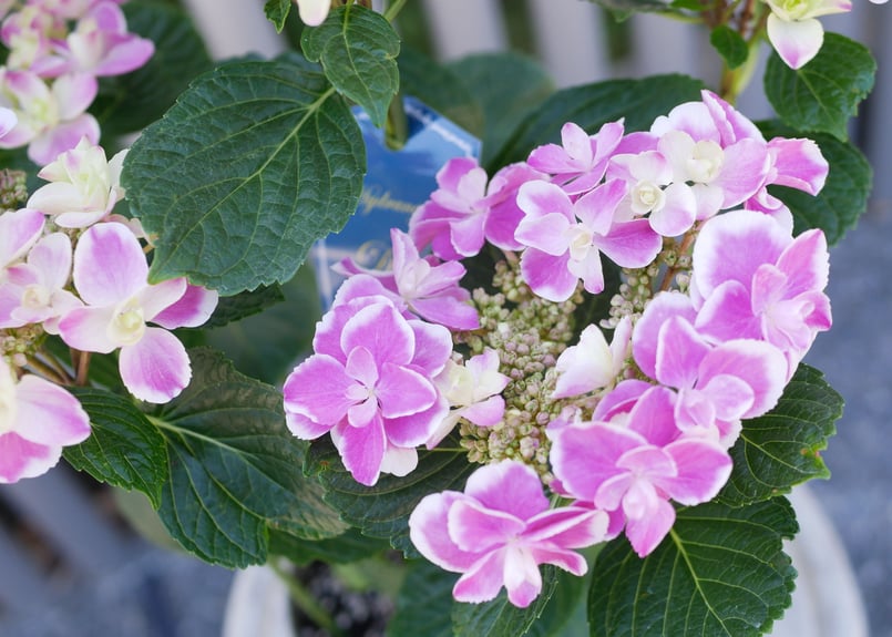 アートフラワー ハイドランジア ピンク アートフラワー ハイドランジア ピンク | Francfranc（フランフラン