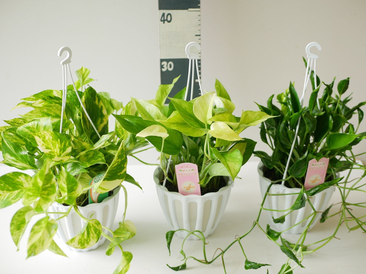 ポトス テルノカーニバル テルノシリーズNo.6 観葉植物 | インテリア