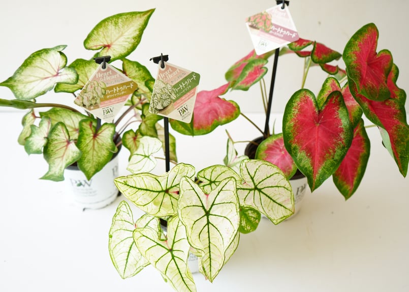 カラジューム 錦芋 4号 葉模様が美しく楽しめる 球根植物 ガーデニング