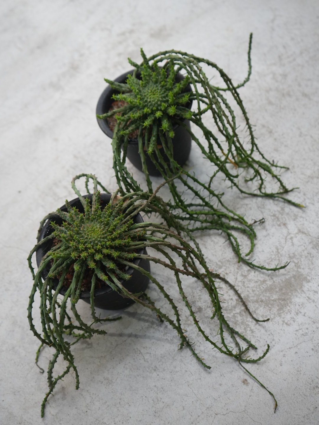 ユーフォルビア フラナガニー 孔雀丸 4号 たこもの 珍奇植物 ユーフォルビア フラナガニー 孔雀丸 4号 たこもの 珍奇植物