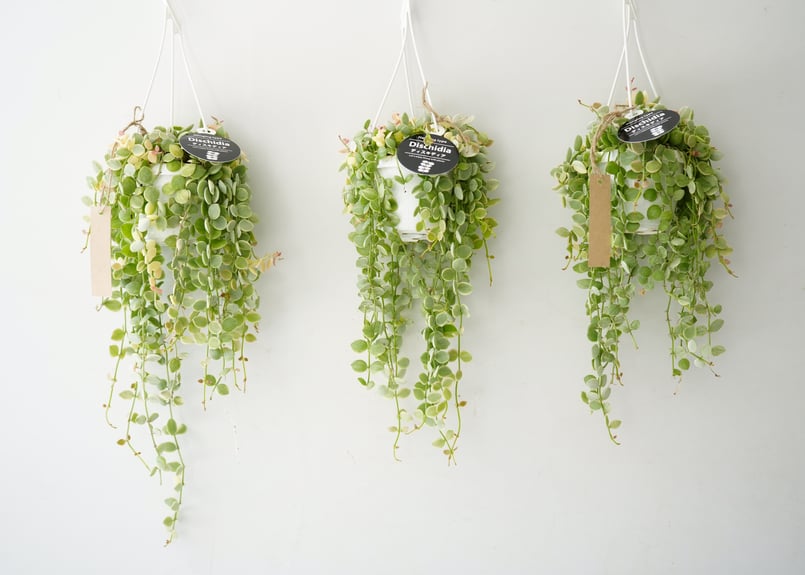 ディスキディア ヌンムラリア バリエガータ 2.5号 吊り鉢 ぷっくりした