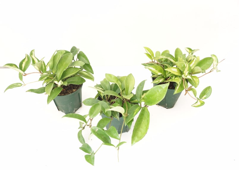 ホヤ カルノーサ リップカラー3.5号 サクララン 育てやすい 観葉植物