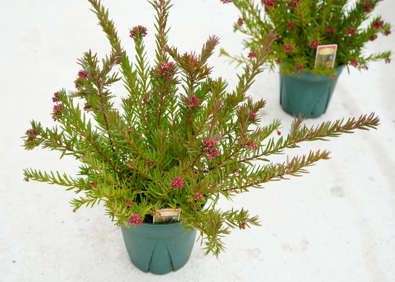 グレビレア ジョンエバンス 苗木 5号ドライフラワーで人気 赤い個性的