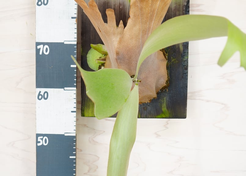 P.Willinckii コウモリラン 板づけ かっこいい葉を楽しむ ビカクシダ