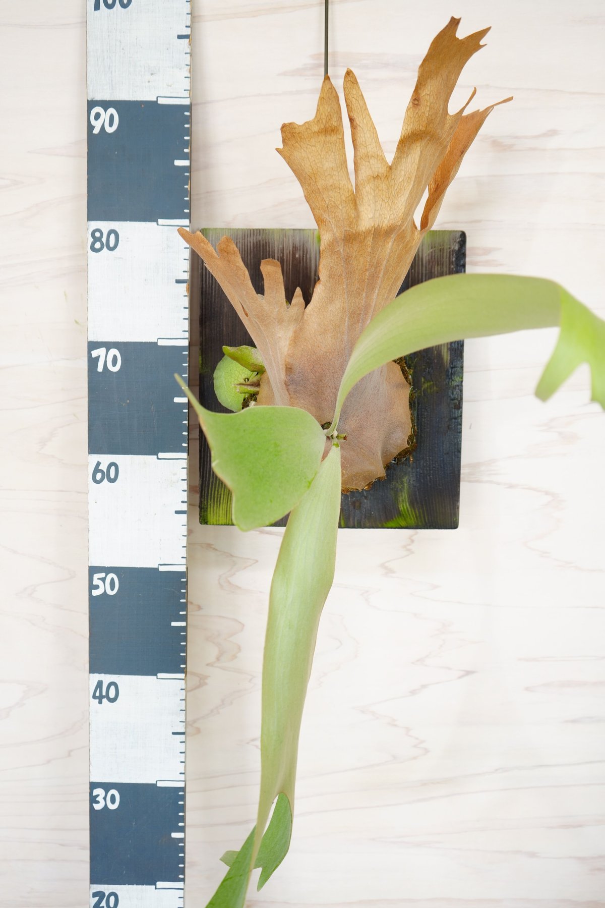 お買い得！コウモリラン【P.（veitchii×willinckii）】板付仕様 お買い得！コウモリラン【P.（veitchii×willinckii）】板付仕様