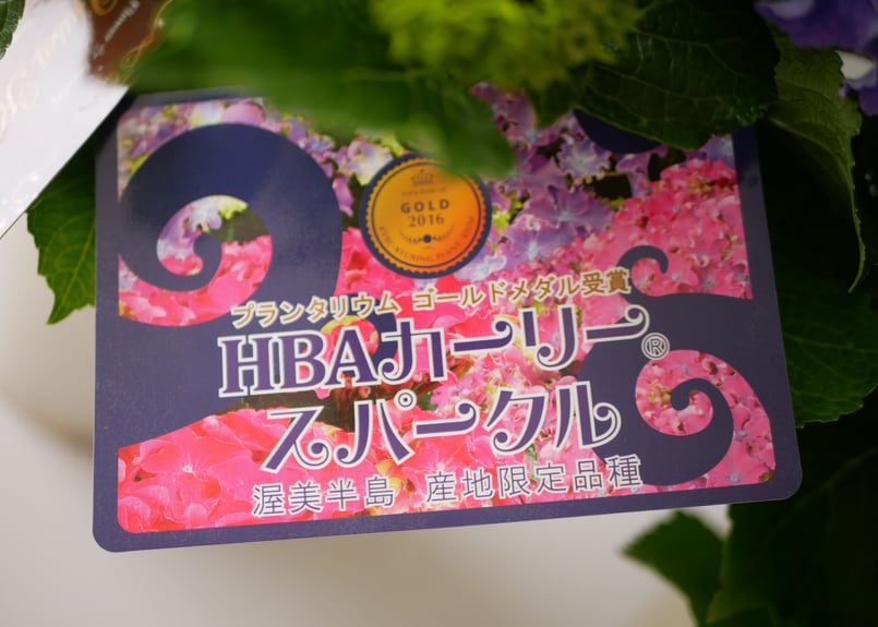 春の訪れ　パールアカシアのハーフリース　ピンクの紫陽花とともに　母の日 春の訪れ パールアカシアのハーフリース ピンクの紫陽花とともに