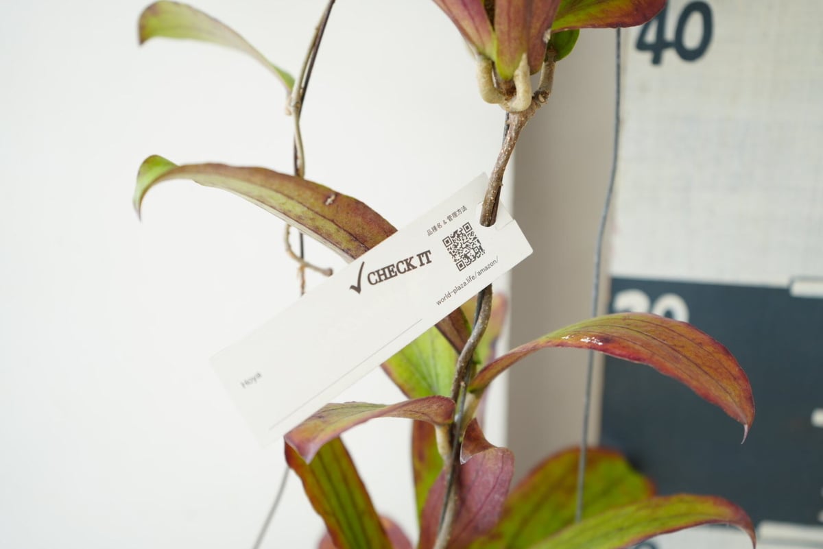 ホヤ エルスリナ 吊り鉢 Hoya erythrina 着生植物 レア植物 ホヤ エルスリナ 吊り鉢 Hoya erythrina 着生植物 レア植物