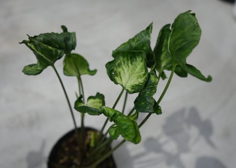シンゴニウム ゴジラ 3.5号 葉脈 育てやすい　観葉植物