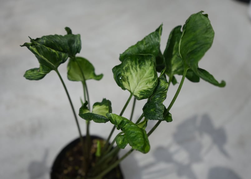 シンゴニウム ゴジラ 3.5号 葉脈 育てやすい 観葉植物