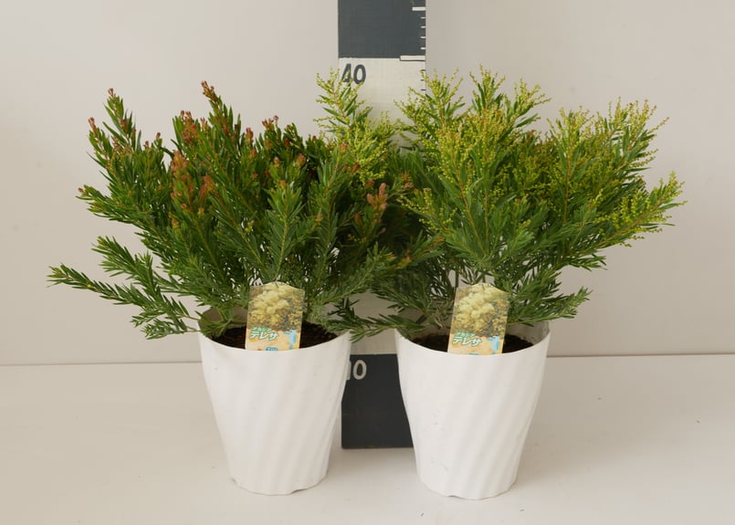 1点物で横幅100㎝花芽たくさん付いてるアカシア・テレサ12号鉢 再入荷〗アカシア テレサ 5号 ボリューム鉢 春待ちの花 半耐寒性常緑樹