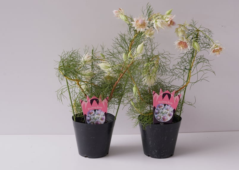 セルリア ブラッシングブライド ネイティブフラワー 可愛い淡いピンク