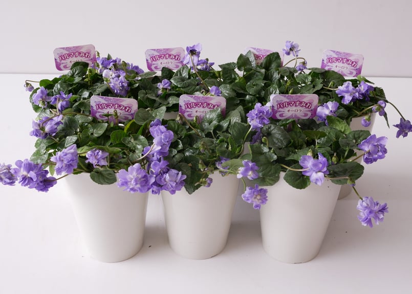 パルマスミレ オーロラ 多年草 可愛いパープルの花 甘い香り 半耐寒性