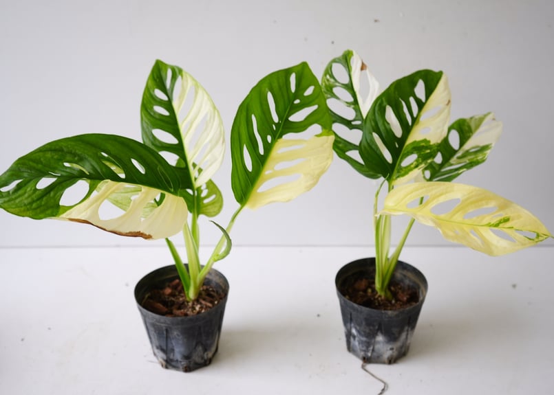 斑入り モンステラ フルムーンこれからに期待大大です٩ - 植物/観葉植物