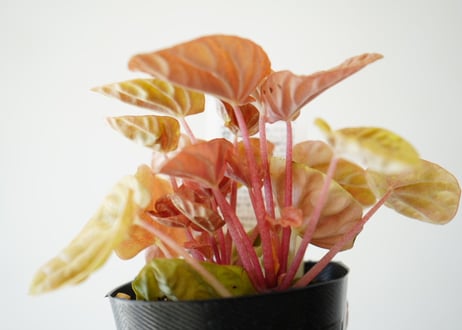 ペペロミア キト 3号 観葉植物 暖色系 ちぢみ葉 可愛いピンクステム
