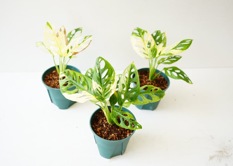 フルムーンの斑入り　マドカズラ フルムーンの斑入り マドカズラ 斑入り モンステラ マドカズラ