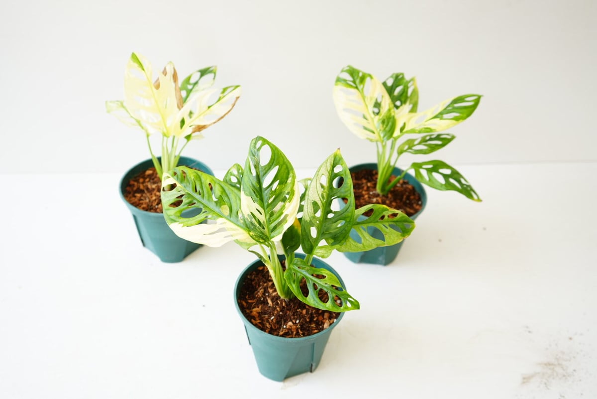 斑入り モンステラ マドカズラ 4.5号 フルムーン 綺麗な斑入り